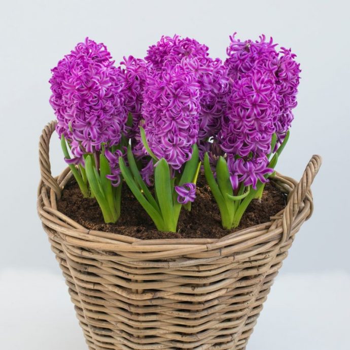 Hyacinthus Orientalis ‘Purple Sensation’