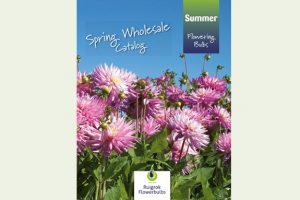 Spring Wholesale catalog