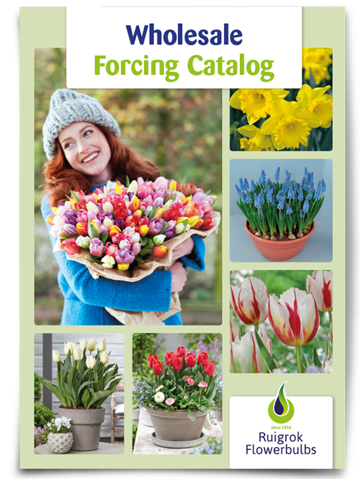 Wholesale Forcing Catalog