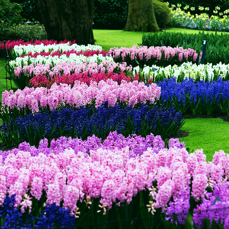 effectief consultant Categorie Bulbs for parks & gardens | Ruigrok Flowerbulbs