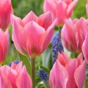 Tulipa Emperor ‘Albert Heijn’