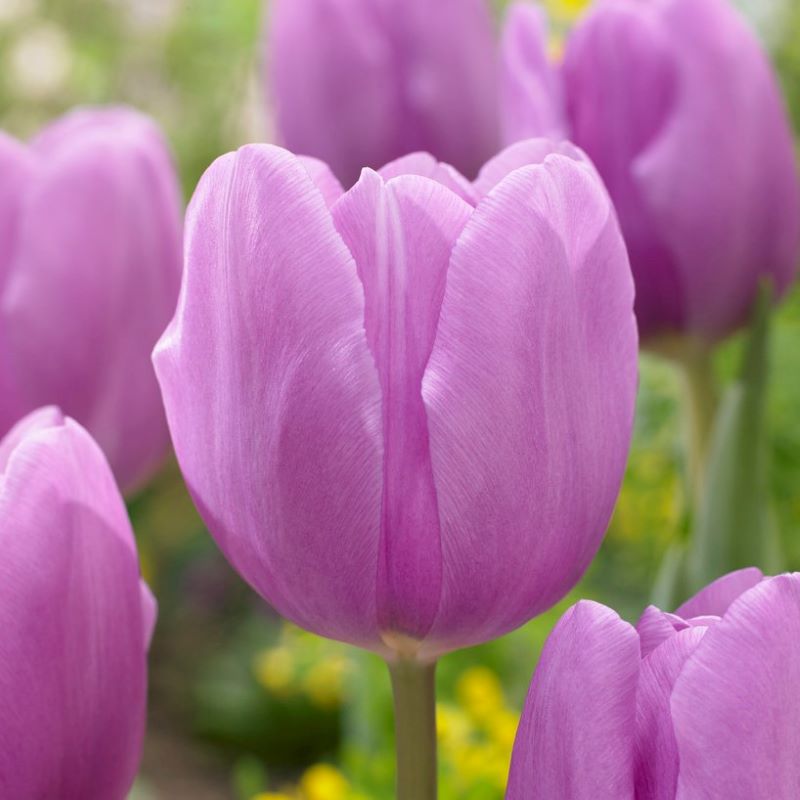 Tulipa Triumph 'Alibi' - Ruigrok Flowerbulbs