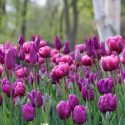 Tulipa Long-lasting Mixture ‘All Season Purple Mix’