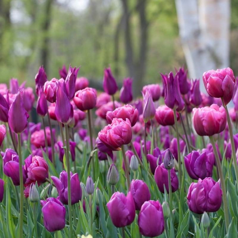 purple tulip mixture