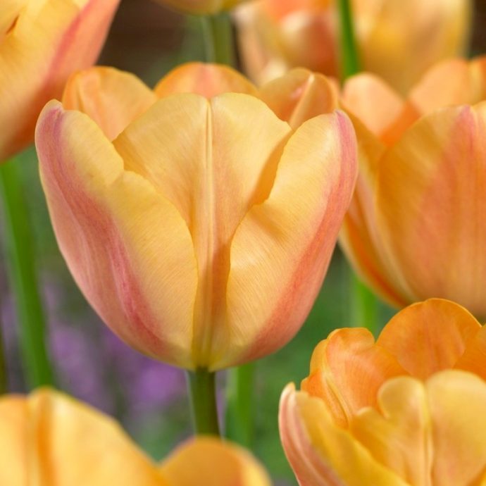 Tulipa Triumph ‘Apricot Foxx’