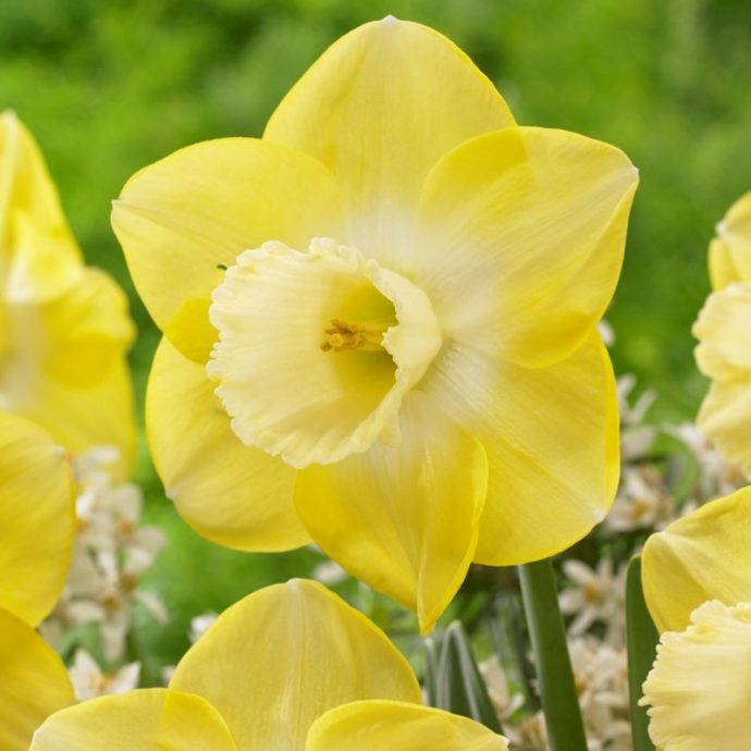 Narcissus Large Cupped ‘Avalon’