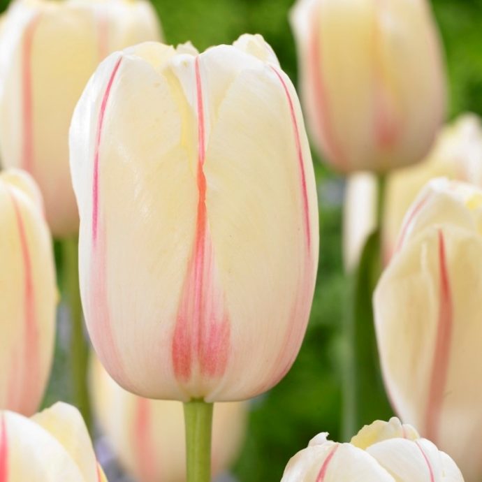 Tulipa Single Late ‘Camargue’