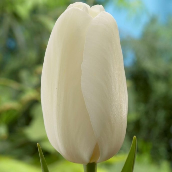 Tulipa Single Late ‘Catherina’