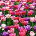 Tulipa Triumph ‘Changing Colors Mixture’