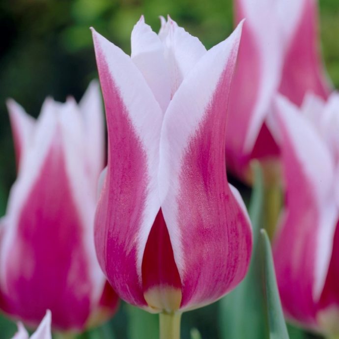 Tulipa Lily Flowering ‘Claudia’