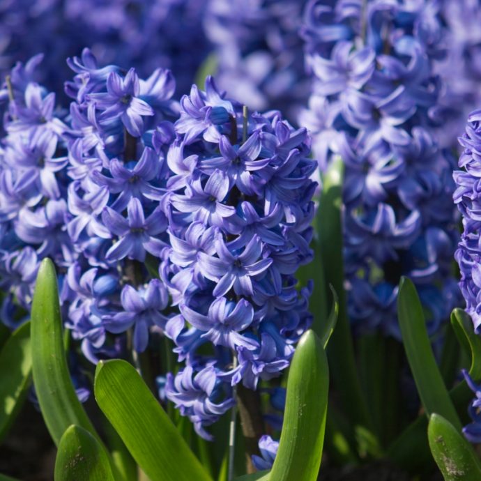 Hyacinthus Prepared ‘Delft Blue’