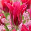 Tulipa Lily Flowering ‘Doll’s Minuet’