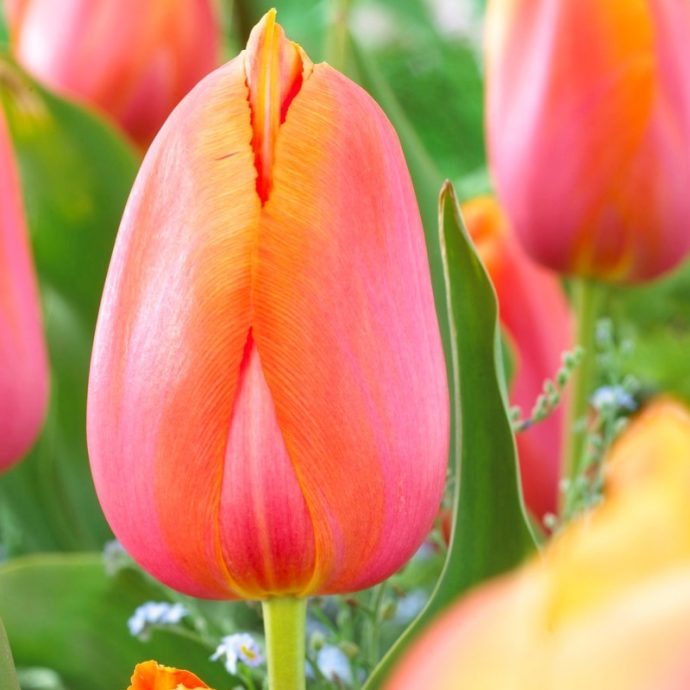 Tulipa Single Late ‘Dordogne’