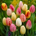 Tulipa Triumph ‘Easter Egg Mixture’
