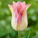 Tulipa Lily Flowering ‘Elegant Lady’