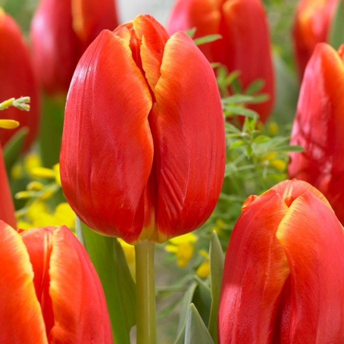 Tulipa Triumph ‘Esta Bonita’