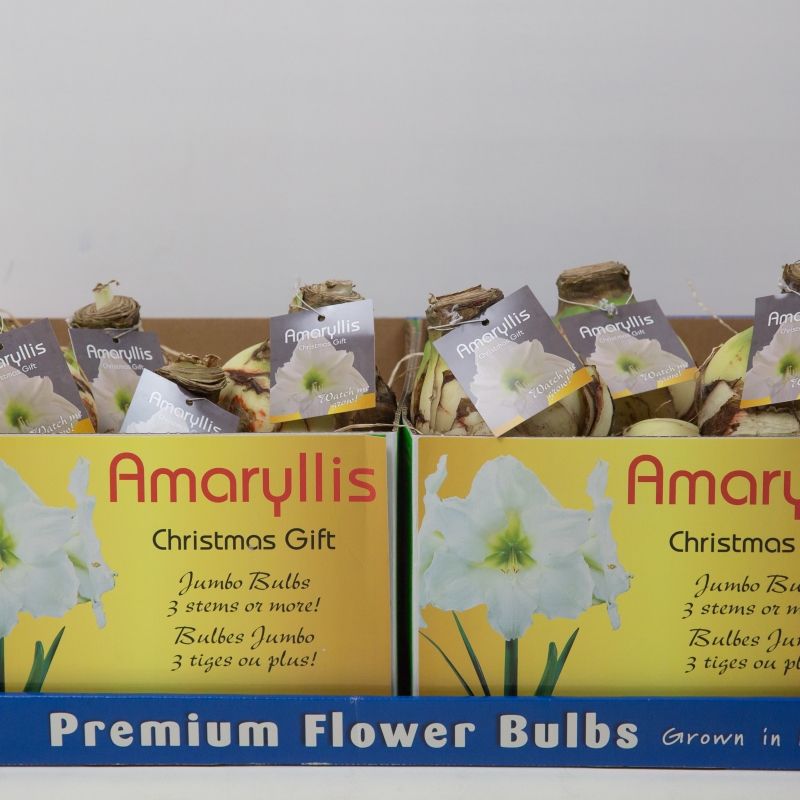 jumbo amaryllis bulbs