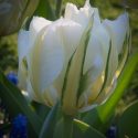 Tulipa Emperor ‘Exotic Emperor’