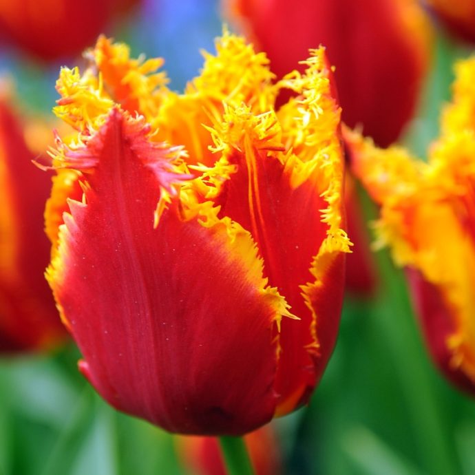 Tulipa Fringed ‘Fabio’