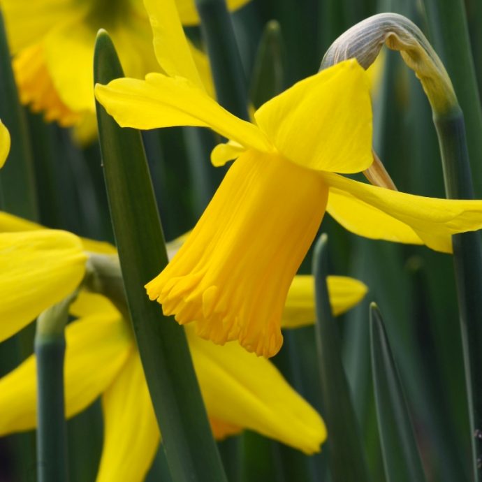 Narcissus Miniature ‘February Gold’