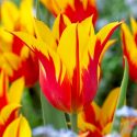 Tulipa Lily Flowering ‘Fire Wings’