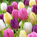 Tulipa Triumph ‘Flag Mixture’