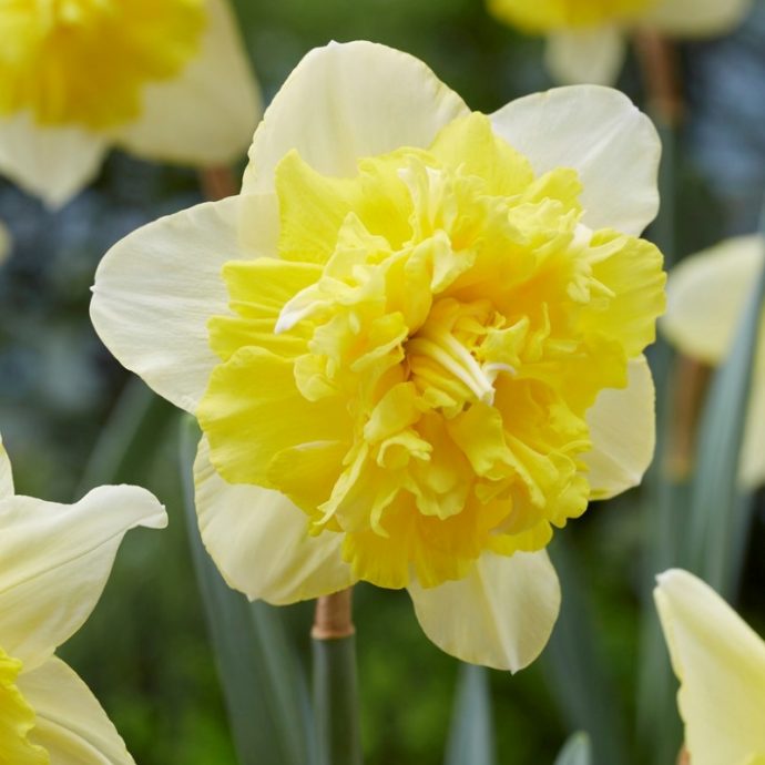 Narcissus Double ‘Full House’