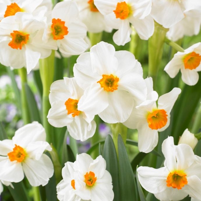 Narcissus Bunch Flowering ‘Geranium’