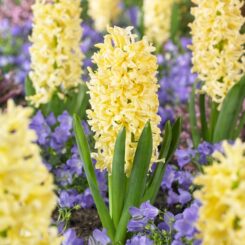 Hyacinthus