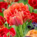 Tulipa Double Late ‘Double Gudoschnik’