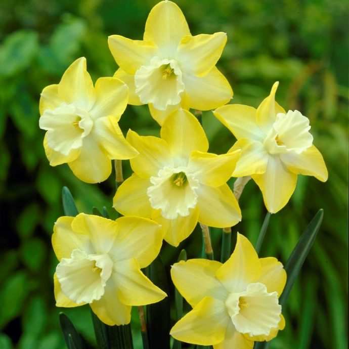Narcissus Miniature ‘Hillstar’