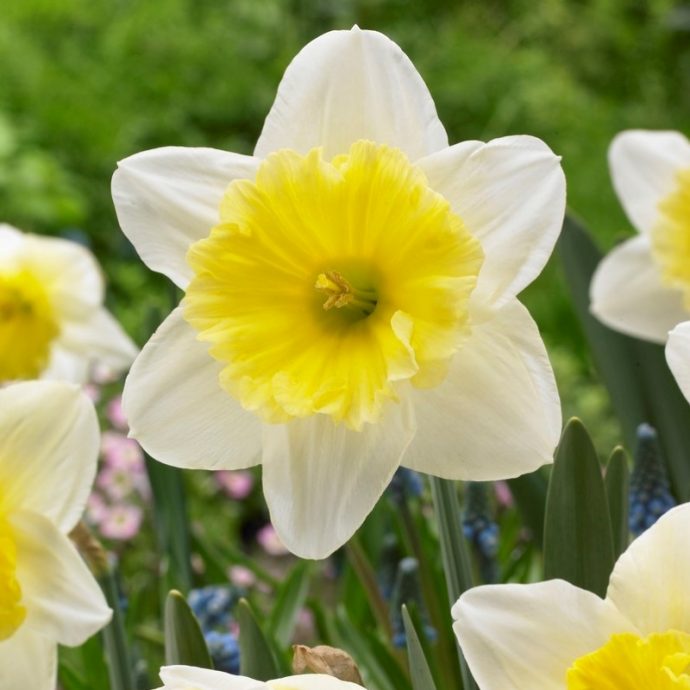 Narcissus Large Cupped ‘Ice Follies’