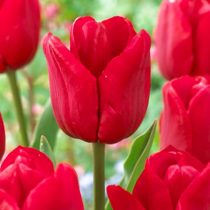 Tulipa Triumph ‘Ile De France’