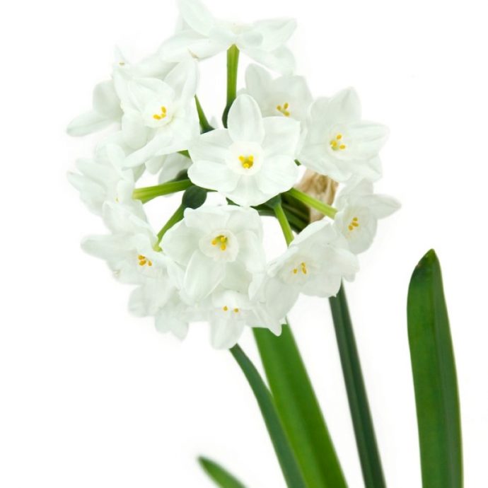 Narcissus Tazetta ‘Inbal’