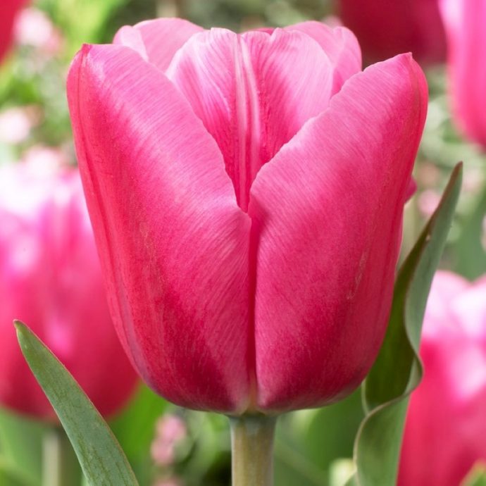 Tulipa Triumph ‘Jumbo Pink’