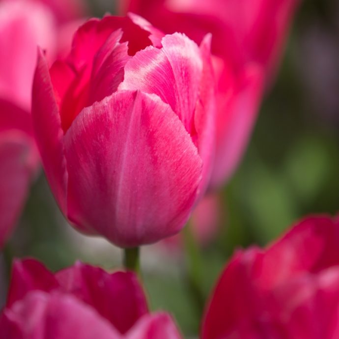 Tulipa Darwin Hybrid ‘Lady Van Eijk’