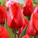 Tulipa Darwin Hybrid ‘Lalibela’