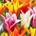 Tulipa Lily Flowering ‘Lily Flowering Mixture’
