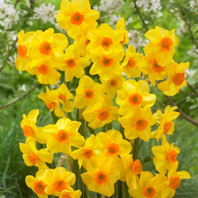 Narcissus Bunch Flowering ‘Martinette’