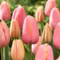 Tulipa Single Late ‘Menton’