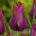 Tulipa Lily Flowering ‘Merlot’