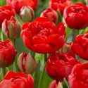 Tulipa Double Late ‘Miranda’