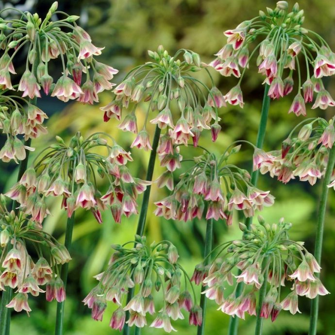 Allium Tall ‘Nectaroscordum’