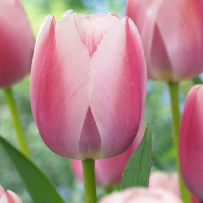 Tulipa Darwin Hybrid ‘Ollioules’