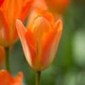 Tulipa Emperor ‘Orange Emperor’