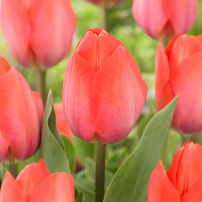 Tulipa Darwin Hybrid ‘Orange Van Eijk’