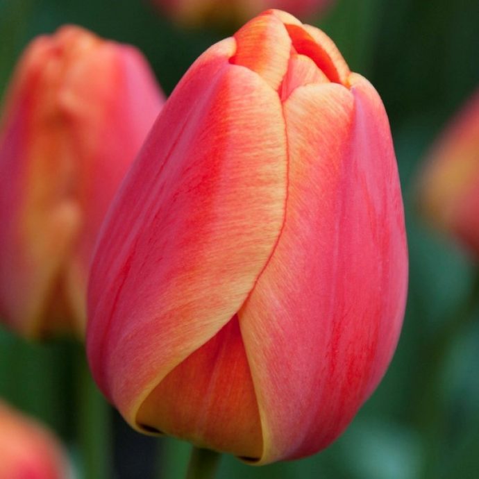 Tulipa Darwin Hybrid ‘Parade Elite’