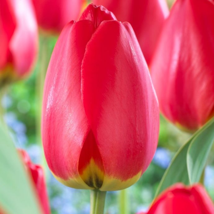 Tulipa Darwin Hybrid ‘Parade’
