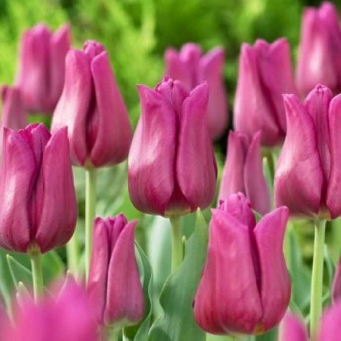 Tulipa Triumph ‘Passionale’