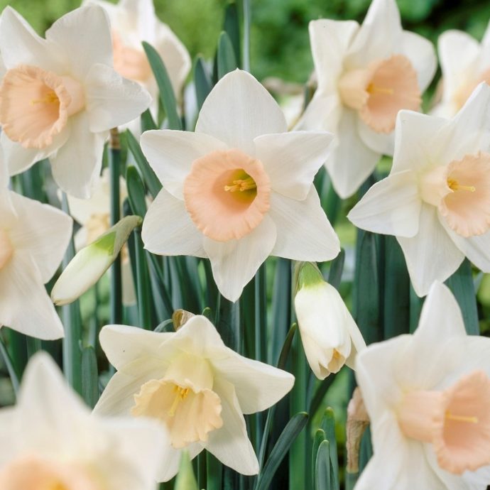 Narcissus Large Cupped ‘Passionale’